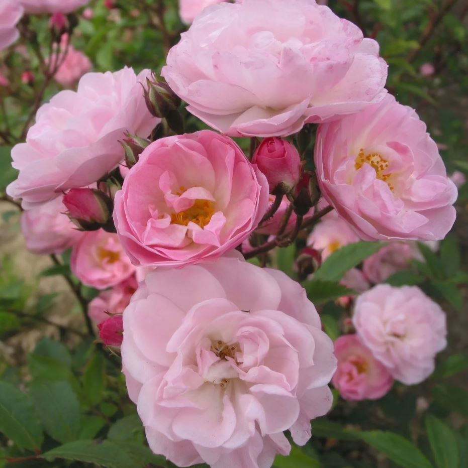 Rosa moschata 'Heavenly Pink'